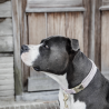 COLLIER POUR CHIENS VELVET